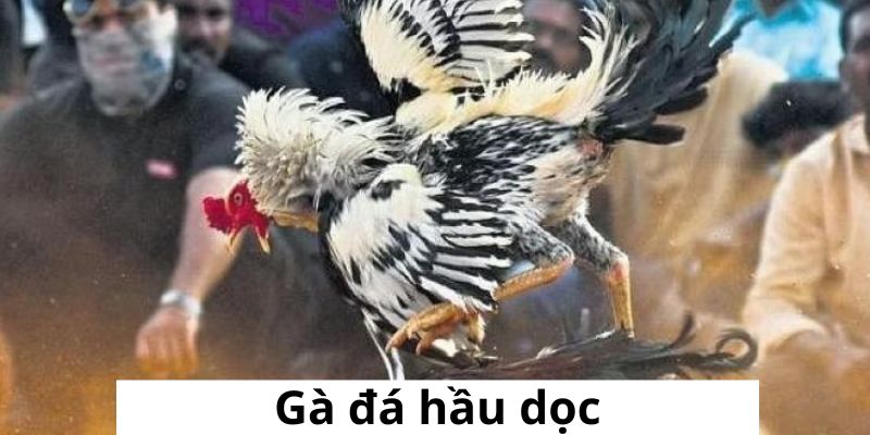 Các chú gà có khả năng đá nhanh liên tiếp khiến đối phương choáng váng