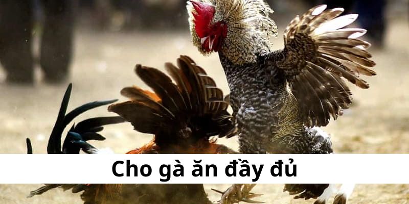 Cần phải cho gà ăn đầy đủ thì mới có sức luyện tập