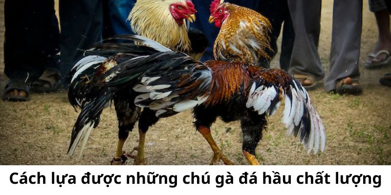 Hướng dẫn cách lựa chọn được những chú gà chất lượng có đòn đá này